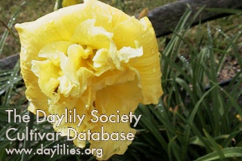 Daylily Blooms Within